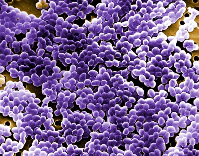 Elections et coronavirus